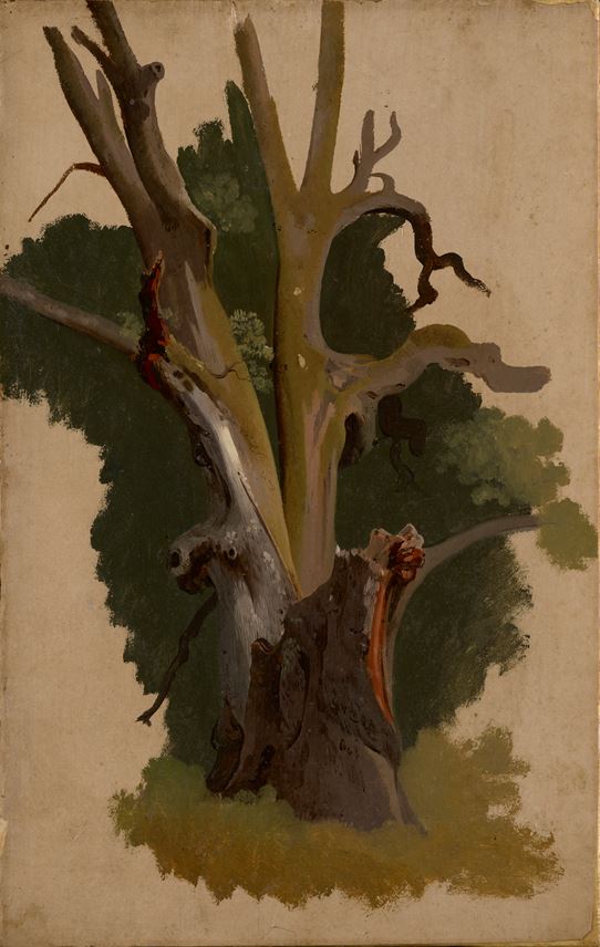 Johann Jakob Frey  - A study of a chestnut tree trunk | MasterArt